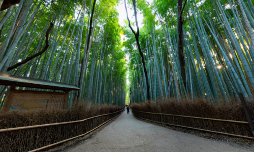 Road of Bamboo Forest