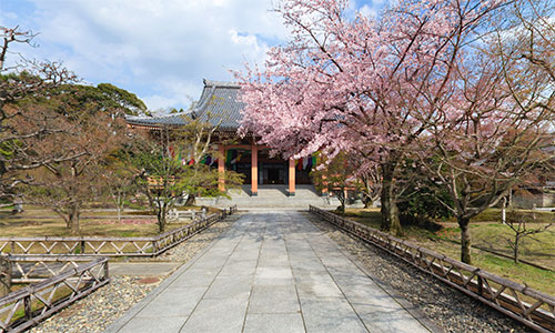 Chishakuin Temple(cherry blossoms)